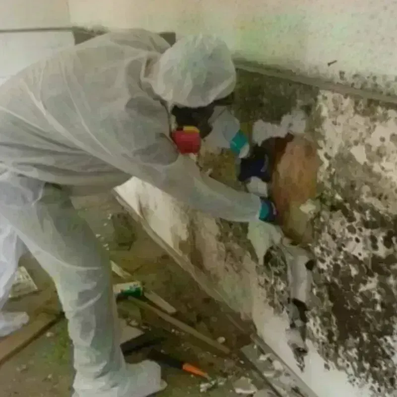 Mold Remediation and Removal in Albany, TX